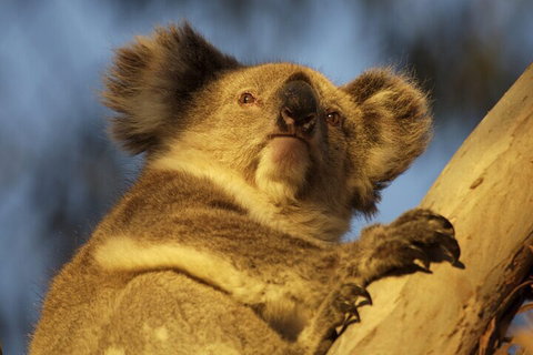 After Hours Electric Fatbike Tour In Kangaroo Island - Accommodation in Surfers Paradise 2