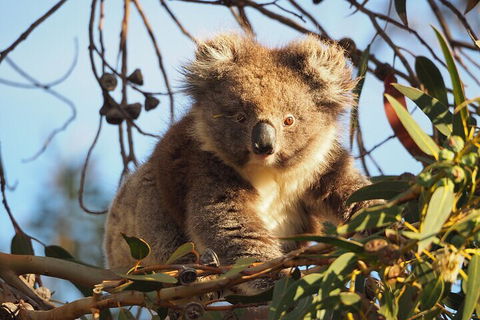 2-Hour Koala Walking Tour In Kangaroo Island - Accommodation in Surfers Paradise 0