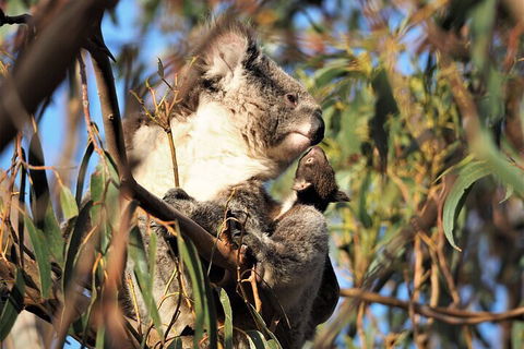 2-Hour Koala Walking Tour In Kangaroo Island - Accommodation in Surfers Paradise 1