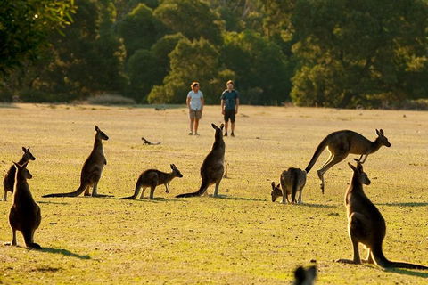 Grampians National Park Small-Group Eco Tour From Melbourne - Accommodation in Surfers Paradise 4