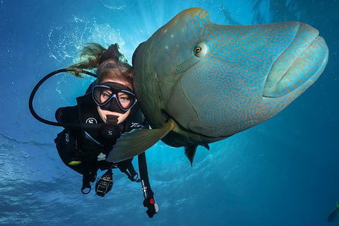 Great Barrier Reef Snorkeling And Diving Cruise From Cairns - Accommodation in Surfers Paradise 0
