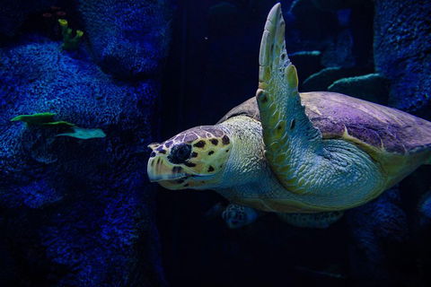 Sydney Attractions Pass: SEA LIFE Aquarium, Sydney Tower Eye, WILD LIFE Zoo And Madame Tussauds - Accommodation in Surfers Paradise 1