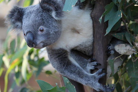 Sydney Attractions Pass: SEA LIFE Aquarium, Sydney Tower Eye, WILD LIFE Zoo And Madame Tussauds - Accommodation in Surfers Paradise 2