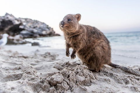 Fremantle To Rottnest Island Roundtrip Ferry Ticket - Accommodation in Surfers Paradise 1