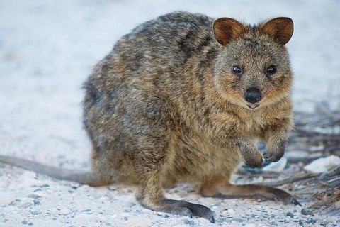Perth To Rottnest Island Roundtrip Ferry Ticket - Accommodation in Surfers Paradise 3