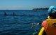 Mornington Peninsula Kayak Coastline Tour Of Dolphin Sanctuary - thumb 0