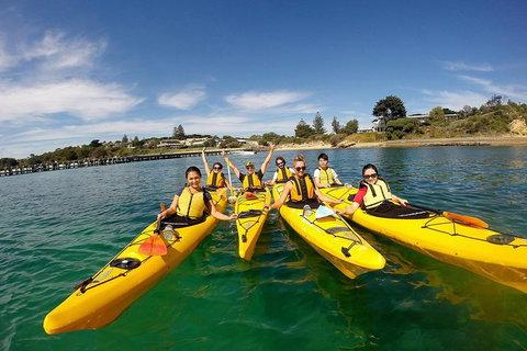 Mornington Peninsula Kayak Coastline Tour Of Dolphin Sanctuary - Accommodation in Surfers Paradise 2