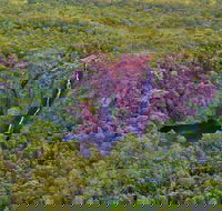 Litchfield Park  Daly River - Scenic Flight From Darwin - Accommodation in Surfers Paradise