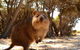 Wave Rock & Rottnest Island - Air & Ground Tour - thumb 0