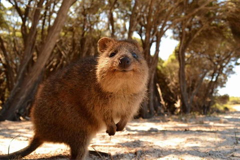 Wave Rock & Rottnest Island - Air & Ground Tour - Accommodation in Surfers Paradise 0