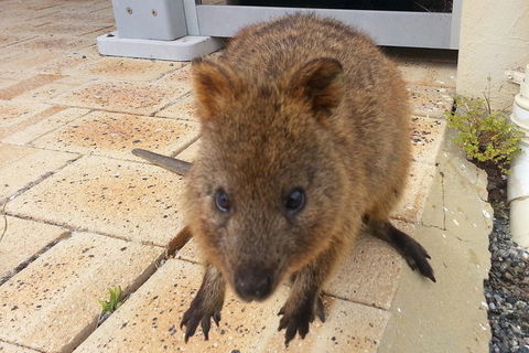 Wave Rock, Pinnacles And Rottnest One Day Aeroplane Tour - Accommodation in Surfers Paradise 0
