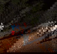 Alice Springs Desert Park Nocturnal Tour - Accommodation in Surfers Paradise