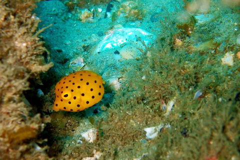 Wave Break Island Scuba Diving On The Gold Coast - Accommodation in Surfers Paradise 3