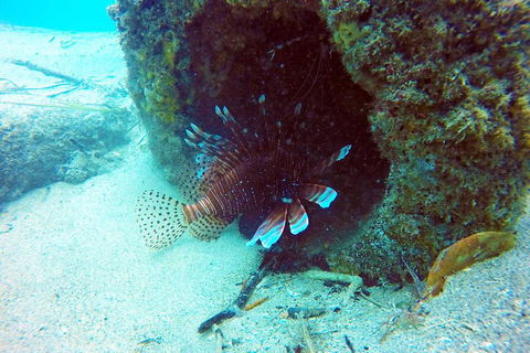 Wave Break Island Scuba Diving On The Gold Coast - Accommodation in Surfers Paradise 5