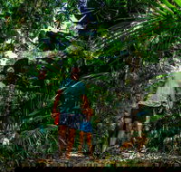 Full Day Daintree Rainforest and Mossman Gorge Tour - Accommodation in Surfers Paradise