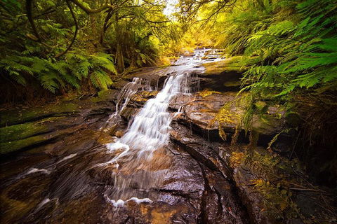 Fully Inclusive Blue Mountains Private Tour Inc Scenic World & Featherdale Entry - Accommodation in Surfers Paradise 3
