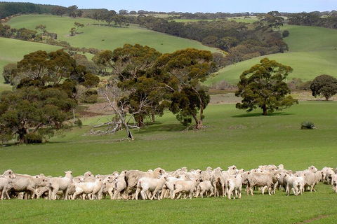 Kangaroo Island Luxury Small Group 'Island Life' Full Day Tour - Accommodation in Surfers Paradise 1