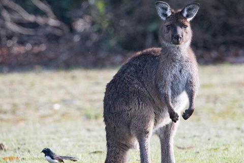 Kangaroo Island Luxury Small Group 'Island Life' Full Day Tour - Accommodation in Surfers Paradise 2