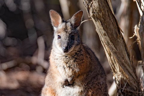 Kangaroo Island Luxury Small Group 'Island Life' Full Day Tour - Accommodation in Surfers Paradise 3