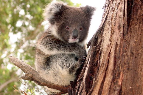 Kangaroo Island Luxury Small Group 'Island Life' Full Day Tour - Accommodation in Surfers Paradise 4