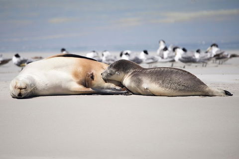 Kangaroo Island Luxury Small Group 'Island Life' Full Day Tour - Accommodation in Surfers Paradise 5