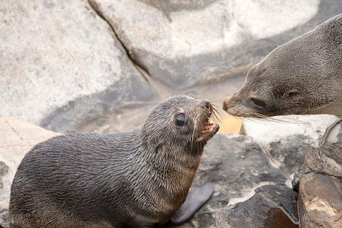 Kangaroo Island Luxury Small Group 'Flinders Chase Focus' Full Day Tour - Accommodation in Surfers Paradise 2