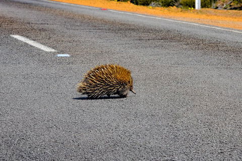Kangaroo Island Luxury Small Group 'Flinders Chase Focus' Full Day Tour - Accommodation in Surfers Paradise 3
