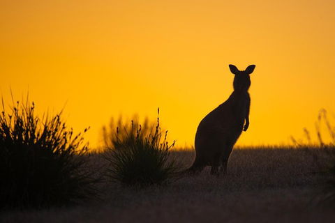 Kangaroo Island Luxury Small Group 'Flinders Chase Focus' Full Day Tour - Accommodation in Surfers Paradise 5