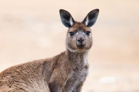 Kangaroo Island Luxury Small Group 'East End Explorer' Full Day Tour - Accommodation in Surfers Paradise 1