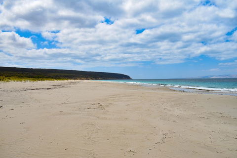 Kangaroo Island Luxury Small Group 'East End Explorer' Full Day Tour - Accommodation in Surfers Paradise 3