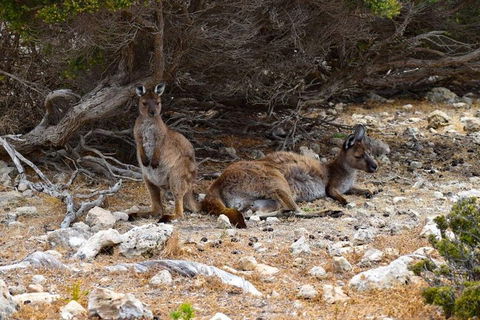 Kangaroo Island Luxury Small Group 'East End Explorer' Full Day Tour - Accommodation in Surfers Paradise 4
