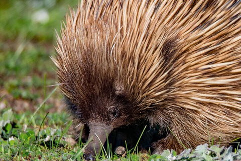 Kangaroo Island Luxury Small Group 'East End Explorer' Full Day Tour - Accommodation in Surfers Paradise 5