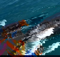 AOC Whale Watching from Broome - Accommodation in Surfers Paradise