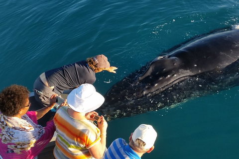 AOC Whale Watching From Broome - Accommodation in Surfers Paradise 0