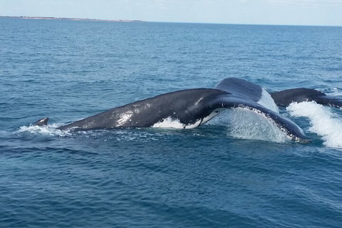 AOC Whale Watching From Broome - Accommodation in Surfers Paradise 1