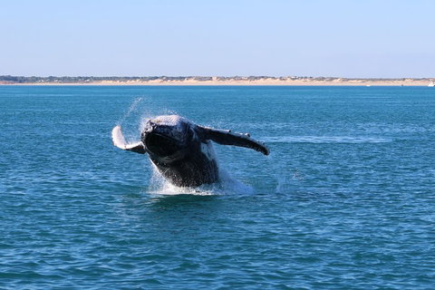 AOC Whale Watching From Broome - Accommodation in Surfers Paradise 2