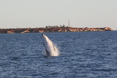 AOC Whale Watching From Broome - Accommodation in Surfers Paradise 3
