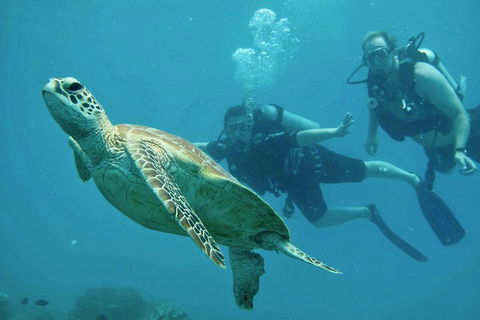 Ocean Freedom Great Barrier Reef Personal Luxury Snorkel & Dive Cruise, Cairns - Accommodation in Surfers Paradise 4
