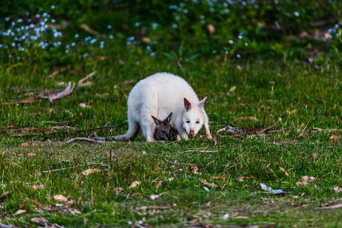 Bruny Island Traveller - Gourmet Tasting And Sightseeing Day Trip From Hobart - Accommodation in Surfers Paradise 3