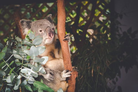 Small-Group Blue Mountains Day Trip From Sydney With Wildlife Park - Accommodation in Surfers Paradise 2