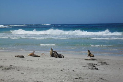 Kangaroo Island In A Day Tour From Adelaide - Accommodation in Surfers Paradise 1