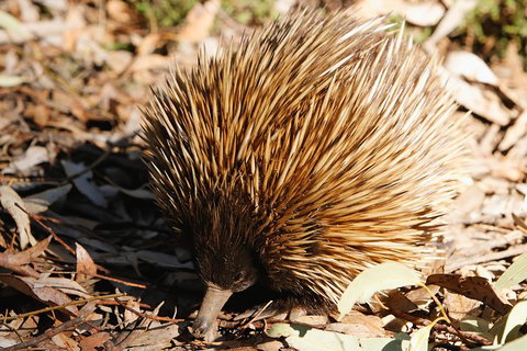 Kangaroo Island In A Day Tour From Adelaide - Accommodation in Surfers Paradise 2