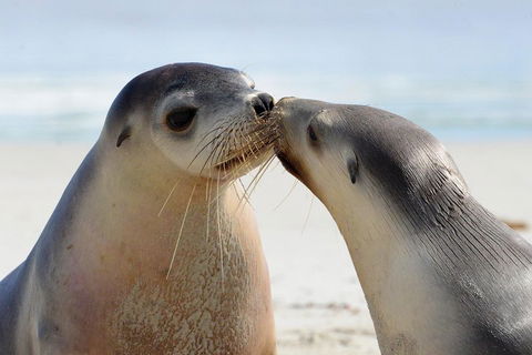 2 Day Ultimate Kangaroo Island With Return Ferry - Accommodation in Surfers Paradise 2
