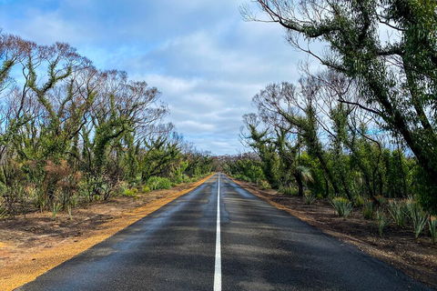 2 Day Ultimate Kangaroo Island With Return Ferry - Accommodation in Surfers Paradise 4