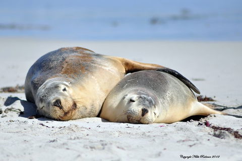 NEW TOUR - Kangaroo Island Road To Recovery Tour (1 Day/1 Night) - Accommodation in Surfers Paradise 1