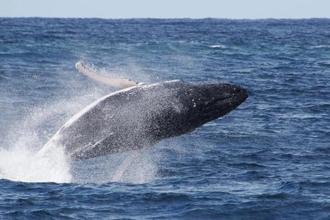 Whale Watching By Sea World Cruises - Accommodation in Surfers Paradise 0