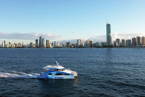 Whale Watching By Sea World Cruises - Accommodation in Surfers Paradise 1