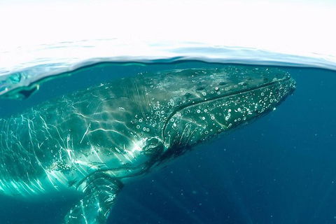Whale Watching By Sea World Cruises - Accommodation in Surfers Paradise 2