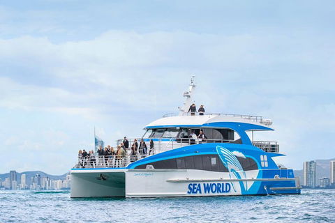 Whale Watching By Sea World Cruises - Accommodation in Surfers Paradise 3