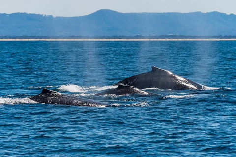 Whale Watching By Sea World Cruises - Accommodation in Surfers Paradise 4